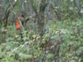 chasse au Canada , bécasses, gélinottes, gibiers d'eau