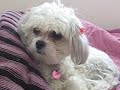 Cute Puppy Confused