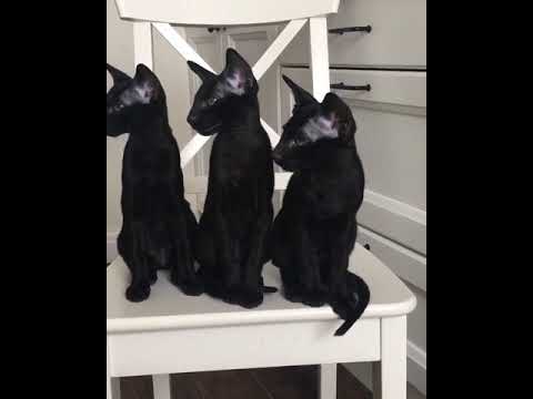 Cute black kittens with big ears