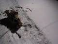 Puppy's 1st Snow. :)
