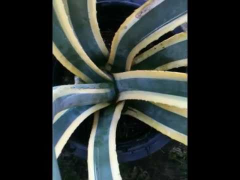 how to harvest agave pups