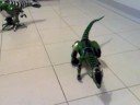 Roboraptor Thinks Robotyrannus is an Idiot Roboraptor Thinks Robotyrannus is an Idiot