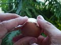 Myofascial Release like Peeling an Egg