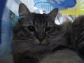 kitty in box