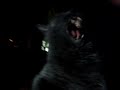 meow meow