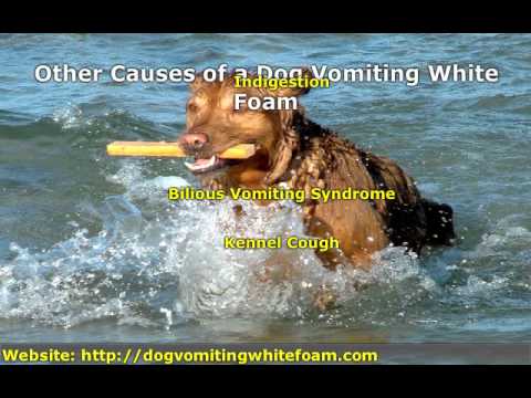 how to treat vomiting in dogs