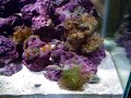 Aquario comunitario de Agua DoceHabitantes:2 Kinguios3 Balasharks3 Bótias Palhaço1 Labeo Bicolor10 Rodossomos11 Lapis1 CascudoAquario de 200 Litros 