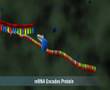 microRNA formation and function