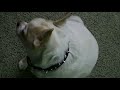 fat dog