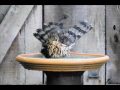 An Interesting Visitor (Hawk)