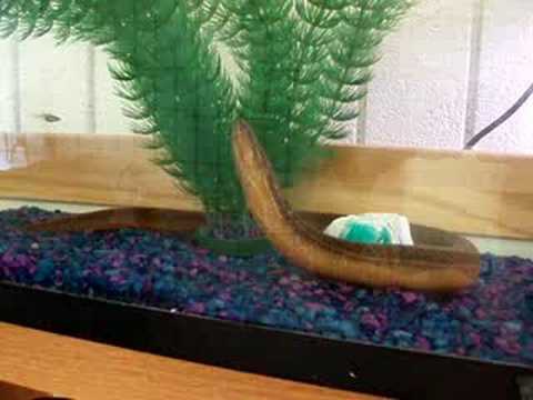 how to care for a pet eel
