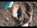 videos de The Gift Horse Part 3 Update