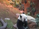 Panda at Ocean Park Panda at Ocean Park