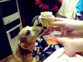 Cupcake Puppy Cupcake Puppy