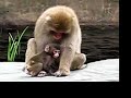 Snow Monkey Baby At Four weeks -Central Park Zoo Snow Monkey Baby At Four weeks -Central Park Zoo