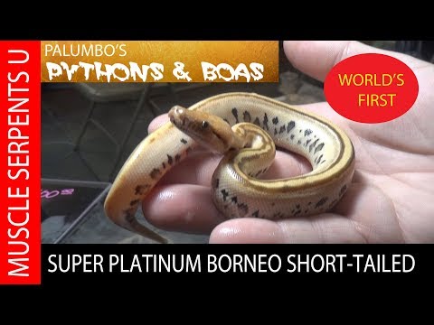 YouTube reptile video