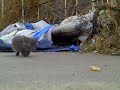 Cute Feral Kitten Cute Feral Kitten