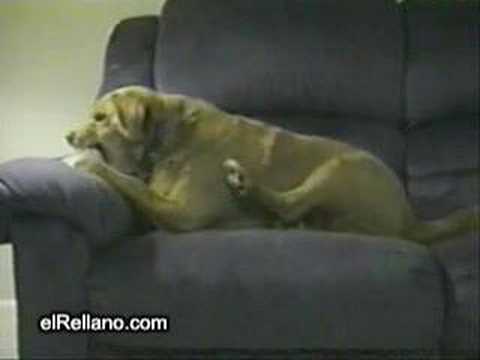 Perro rabioso