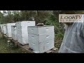 Bermuda Bee Keeper as seen on LookBermuda.TV