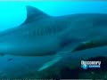 Veja os 10 tubarões mortais dos oceanos e suas especialidades.