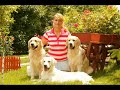 golden retriever golden retriever