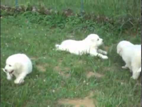 AKC Great Pyrenees WHITE Male