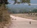 Vervet monkeys sur la route