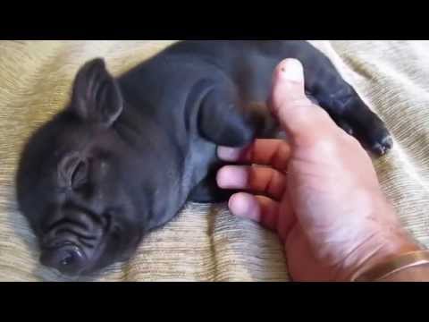 Minischwein,süß und knudelig! ;)