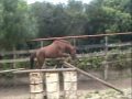 Cavalo de hipismo, domado e iniciado o trabalho de salto. Apresenta corretos movimentos de mãos e voluntarioso em enfrentar os obstáculos. Encontra-se alojado em Curitiba-Pr. Tratar com Clóvis (41) 84387729.