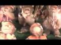Broken Calypso Monkeys