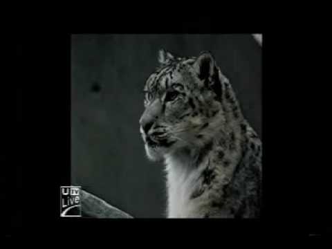 Biosphere Expeditions: Altai snow ...
