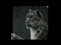 Biosphere Expeditions: Altai snow leopard conservation