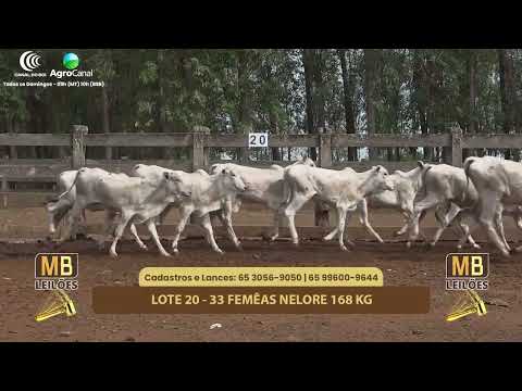 519 LEILO VIRTUAL MB LEILES