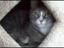 Feb 02 2008 - VID00005