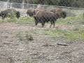 where the buffalo rome