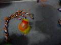 Peach-faced lovebird playing fetch