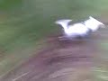Bella i Oset, �rebro video 2