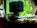 Krazy Khuli Loaches