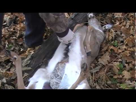 how to skin a deer