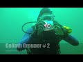 Goliath Grouper