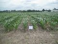 Weed control in No-Till corn with Valor or Vida Tank mixes