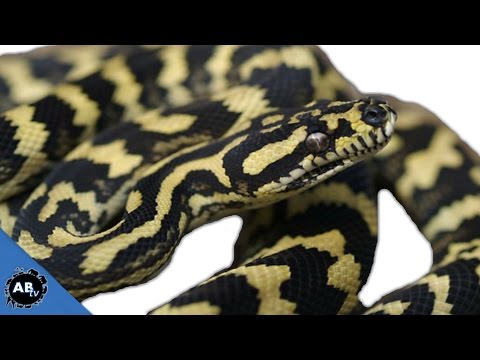 YouTube reptile video