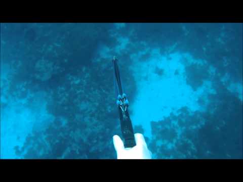 qld - A short Vid of a few fish taken of a few journeys out onto the reefs of Central QLD Australia.
