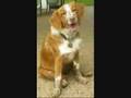 Nova Scotia Duck Tolling Retriever tribute