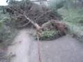 Pulling that tree at 40 mph in a HUMVEE