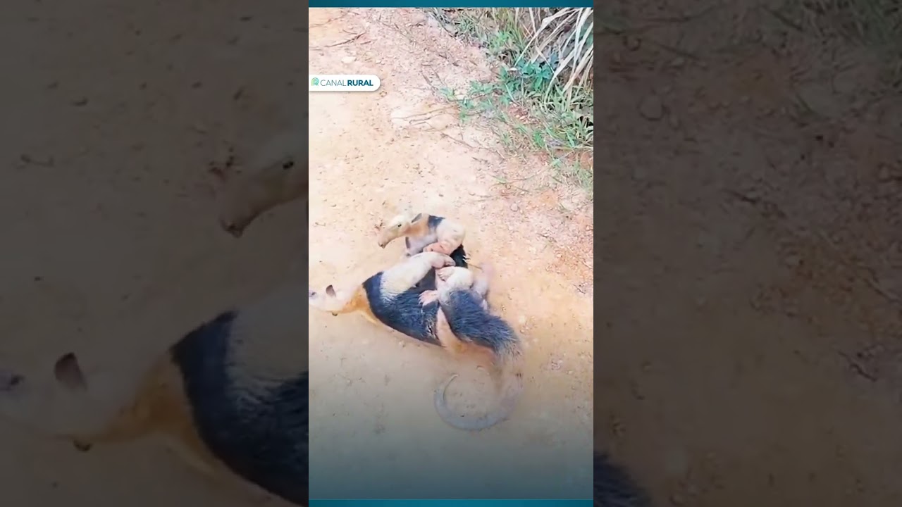 ‘Vale-tudo’ de tamanduás-mirins é flagrado no Maranhão