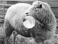 Dolly the sheep