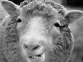 Dolly the sheep