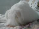 Toby After Meal