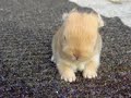 Baby Holland Lop